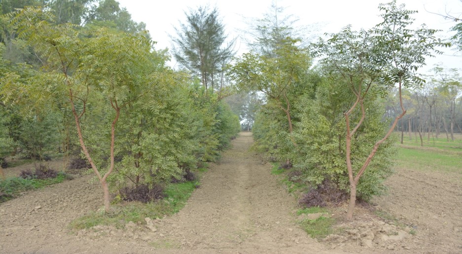 Sandalwood Cultivation Technology for Saline Soils