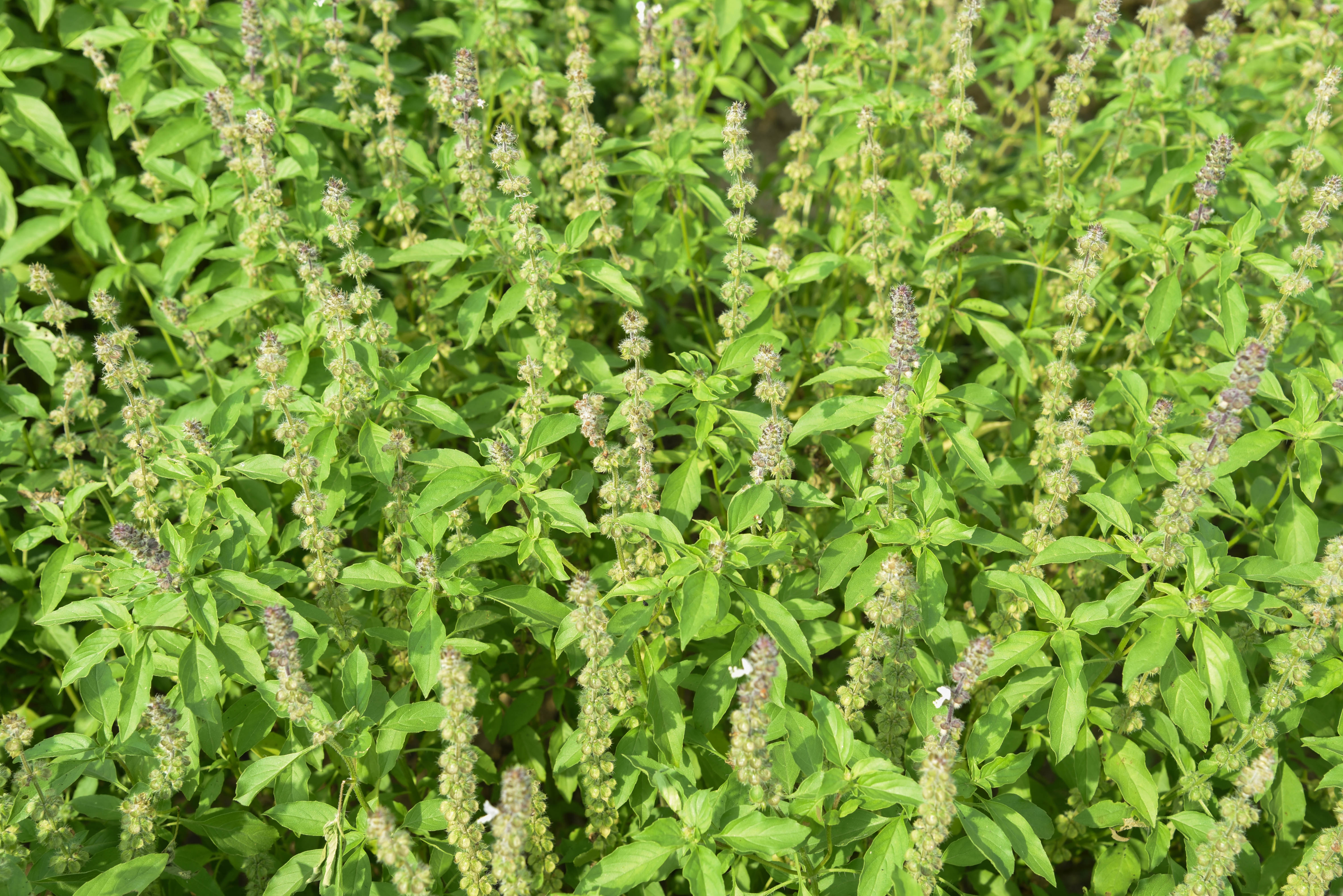 basil