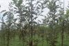 High-Quality Feathered Nursery Apple Plant Production Technology