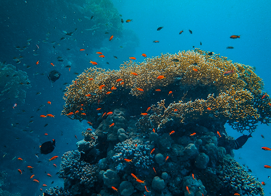 Deep Ocean Exploration Front Intro Image